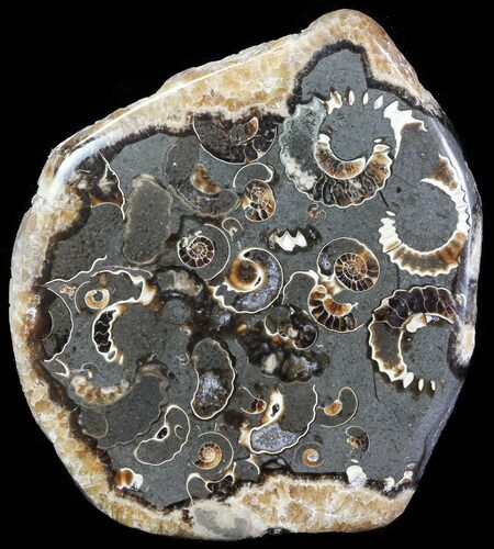 Polished Ammonite Fossil Slab - Marston Magna Marble #63839